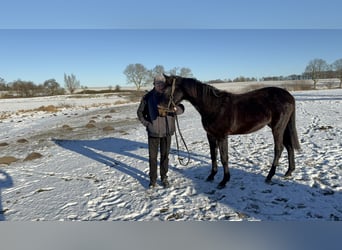 Mecklenburg Warmblood, Stallion, 2 years, Smoky-Black