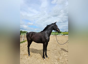 Mecklenburg Warmblood, Stallion, 3 years, 16,2 hh, Black