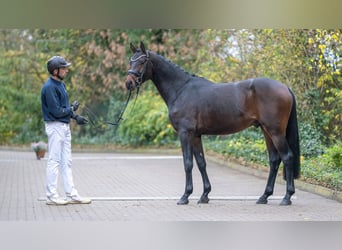 Mecklenburg Warmblood, Stallion, 3 years, 16 hh, Bay-Dark