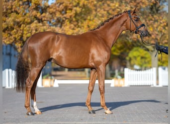 Mecklenburg Warmblood, Stallion, 3 years, 16 hh, Chestnut-Red