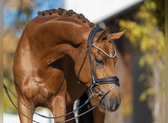 Mecklenburg Warmblood, Stallion, 3 years, 16,1 hh