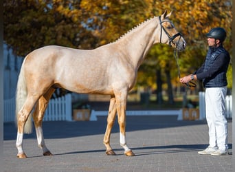 Mecklenburg Warmblood, Stallion, 3 years, 16,1 hh, Palomino