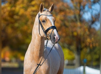 Mecklenburg Warmblood, Stallion, 3 years, 16,1 hh, Palomino