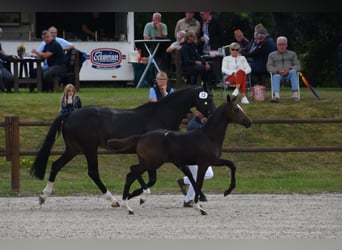 Mecklenburg Warmblood, Stallion, 3 years, Smoky-Black