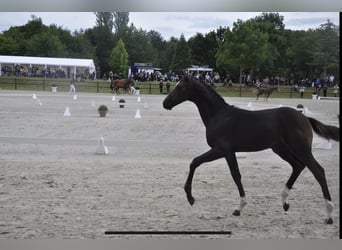 Mecklenburg Warmblood, Stallion, 3 years, Smoky-Black