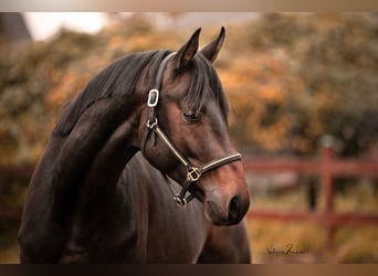 Mecklenburg Warmblood, Stallion, 4 years, 16.1 hh, Brown