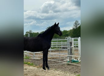 Mecklenburg Warmblood, Stallion, 4 years, 16.2 hh, Black