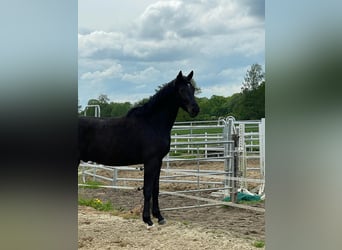 Mecklenburg Warmblood, Stallion, 4 years, 16.2 hh, Black
