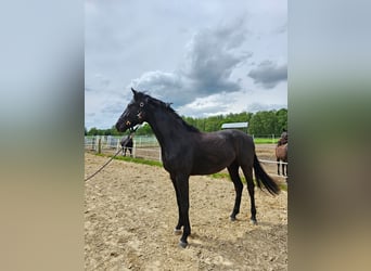 Mecklenburg Warmblood, Stallion, 4 years, 16,2 hh, Black