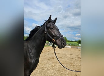 Mecklenburg Warmblood, Stallion, 4 years, 16,2 hh, Black