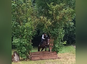 Mecklenburg Warmblood, Stallion, 5 years, 16 hh, Brown