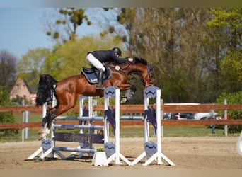 Mecklenburg Warmblood, Stallion, 6 years, 16.1 hh, Brown