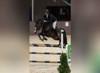 Mecklenburg Warmblood, Stallion, 9 years, 16,1 hh, Black