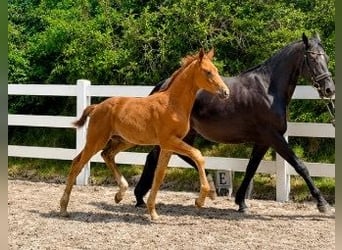 Mecklenburg Warmblood, Stallion, Foal (04/2026), 16.1 hh, Chestnut-Red