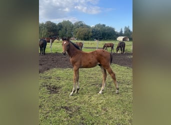 Mecklenburg Warmblood, Stallion, Foal (07/2025), 16.1 hh