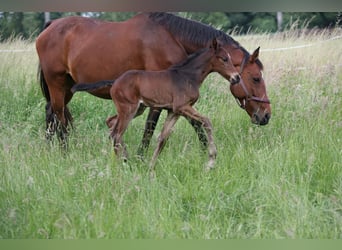 Mecklenburg Warmblood, Stallion, Foal (05/2024), 16.2 hh, Bay-Dark