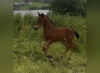 Mecklenburg Warmblood, Stallion, Foal (02/2026), 16.3 hh, Brown