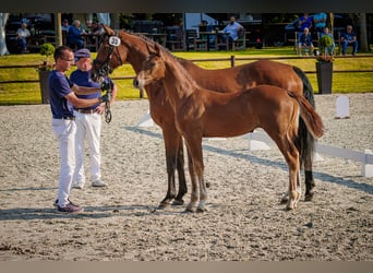 Mecklenburg Warmblood, Stallion, Foal (03/2026), 16.3 hh, Chestnut-Red
