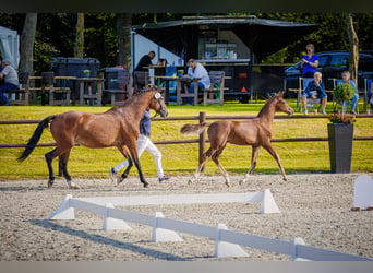 Mecklenburg Warmblood, Stallion, Foal (03/2026), 16.3 hh, Chestnut-Red