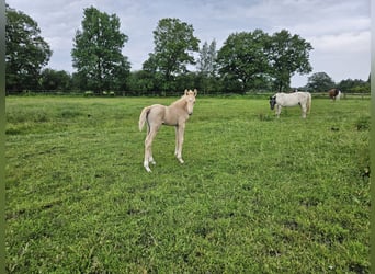 Mecklenburg Warmblood, Stallion, , 16 hh, Palomino