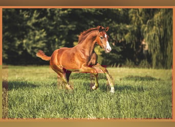 Mecklenburg Warmblood, Stallion, Foal (04/2025), 16,2 hh, Chestnut