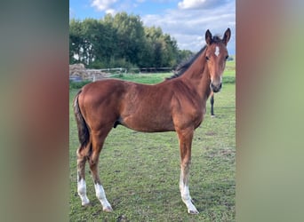 Mecklenburg Warmblood, Stallion, Foal (06/2025), 17 hh, Brown