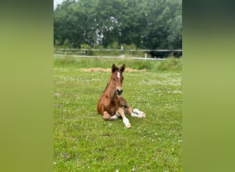 Mecklenburg Warmblood, Stallion, Foal (06/2025), 17 hh, Brown