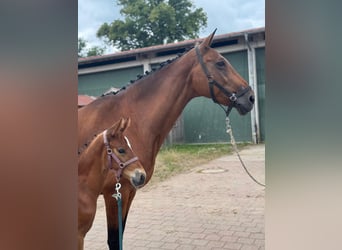 Mecklenburg Warmblood, Stallion, Foal (06/2025), 17 hh, Brown