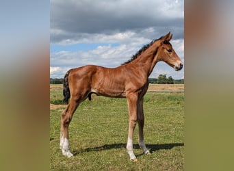 Mecklenburg Warmblood, Stallion, , 17 hh, Brown