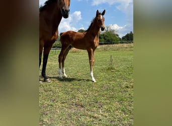 Mecklenburg Warmblood, Stallion, Foal (06/2025), 17 hh, Brown