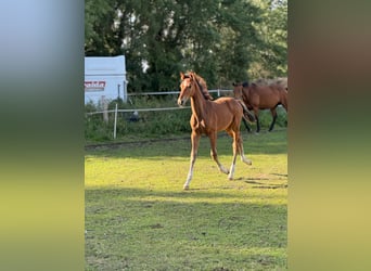Mecklenburg Warmblood, Stallion, Foal (06/2025), 17 hh, Brown
