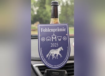Mecklenburg Warmblood, Stallion, Foal (06/2025), 17 hh, Brown
