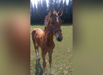 Mecklenburg Warmblood, Stallion, Foal (06/2025), 17 hh, Brown