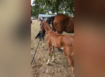Mecklenburg Warmblood, Stallion, Foal (06/2025), 17 hh, Brown