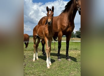 Mecklenburg Warmblood, Stallion, Foal (06/2025), 17 hh, Brown