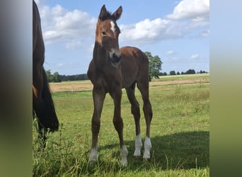 Mecklenburg Warmblood, Stallion, Foal (06/2025), 17 hh, Brown