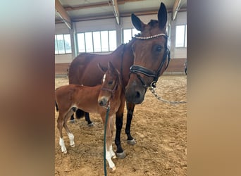 Mecklenburg Warmblood, Stallion, Foal (06/2025), 17 hh, Brown