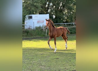Mecklenburg Warmblood, Stallion, Foal (06/2025), 17 hh, Brown