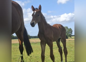 Mecklenburg Warmblood, Stallion, Foal (06/2025), 17 hh, Brown