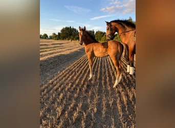 Mecklenburg Warmblood, Stallion, Foal (06/2025), 17 hh, Brown