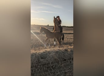 Mecklenburg Warmblood, Stallion, Foal (06/2025), 17 hh, Brown