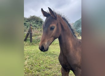 Mecklenburg Warmblood, Stallion, Foal (05/2026), Bay-Dark