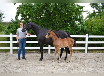 Mecklenburg Warmblood, Stallion, Foal (04/2026), Bay-Dark