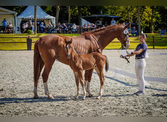 Mecklenburg Warmblood, Stallion, Foal (06/2026), Bay-Dark
