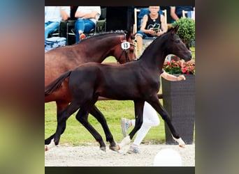 Mecklenburg Warmblood, Stallion, Foal (03/2026), Bay-Dark