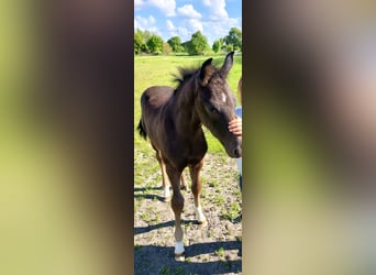 Mecklenburg Warmblood, Stallion, Foal (03/2026), Bay-Dark