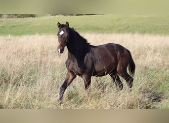 Mecklenburg Warmblood, Stallion, Foal (03/2026), Bay-Dark