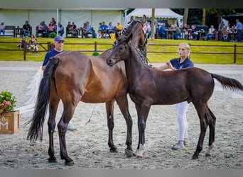 Mecklenburg Warmblood, Stallion, Foal (03/2026), Bay-Dark
