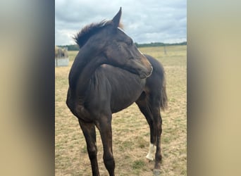 Mecklenburg Warmblood, Stallion, Foal (03/2025), Bay-Dark