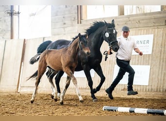 Mecklenburg Warmblood, Stallion, Foal (03/2025), Bay-Dark